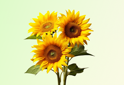 九州ku酷游·(中国集团)官方网站